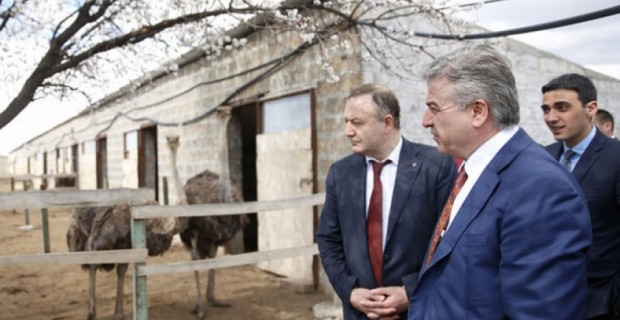 Ostriches and Pistachios: Prime Minister Tours Armavir Province