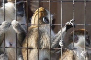 Точное число экспортированных в Россию обезьян неизвестно: разъяснения госорганов