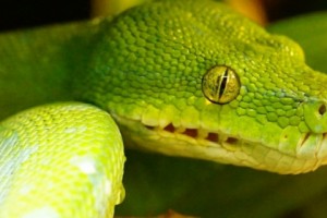 Illegal Trade of Exotic Pets Larger Than Thought
