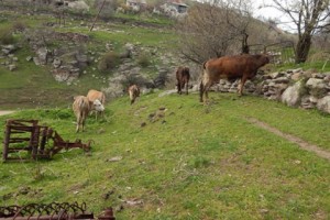 Chkalov: A Tiny Village in Lori Province Where Women Tend to the Cattle