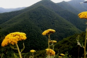 Շրջակա միջավայրը կառավարության առաջնահերթություններից չէ
