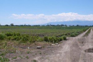 Խաչփարում ամենաբերրի հողերն են, բայց դրանց մի մասը չի մշակվում ջուր չլինելու 
պատճառով