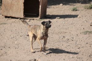 Rescuing Stray Dogs in Armenia: Killing Remains the Main Method of Control