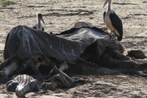 Ботсвана оспаривает заявления о беспрецедентном массовом убийстве слонов
