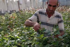 Growing Roses in Gyumri: Expanding Greenhouse Business Urges Government to Reform Its Low-Cost Loan Program