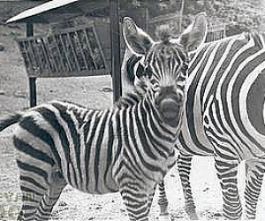 Yerevan Zoo's Zebra Dies; Large Amounts of Arsenic Found in Animal's Blood