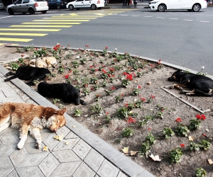 Controlling Armenia’s Stray Dog Problem: Killing Remains the Preferred Method
