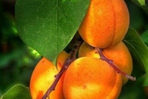 Pear Crop Forecast Cut in Half