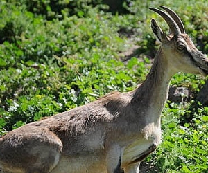 Beozar Ibex: Another Mysterious Death at the Yerevan Zoo