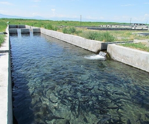 Հայանիստում ձկնաբուծարանների հետադարձ ջրով 40 հա հողատարածք ոռոգելի է դարձել