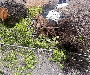 Երևանի քաղաքապետարան. «Էտելու աշխատանքները մասնագիտական վերահսկողության ներքո են»