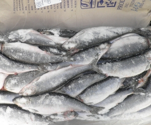 Arsenic Found in Armenian Fish Exported to Russia