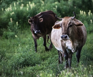 В Чочкане произошел новый случай скотокрадства: владельцы коров требуют выяснить, почему в момент кражи видеокамеры на пограничной заставе были отключены