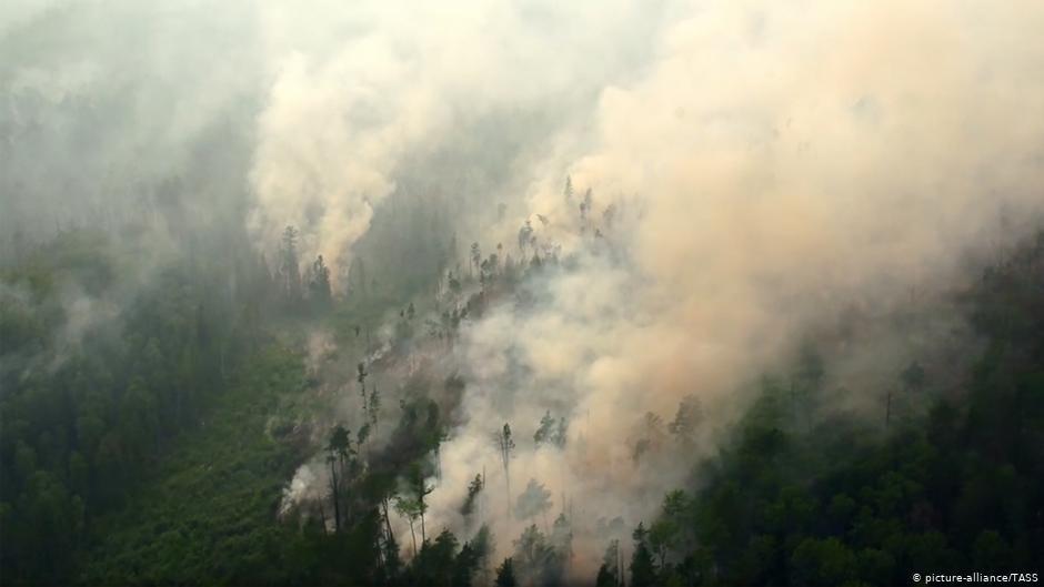 Greenpeace зафиксировала рост лесных пожаров в Сибири
