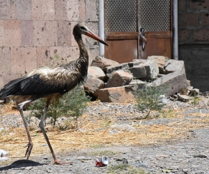 Armenia’s Oil-Soaked Storks: Government Agencies Still Searching for Culprits