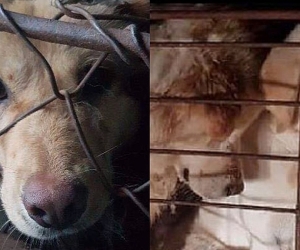Armenian Parliamentary Commmittee Approves Bill Criminalizing Animal Cruelty