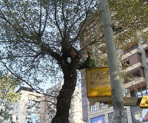 7,000 Yerevan Trees to be Pruned This Fall; Specialists Disagree on Tree Topping