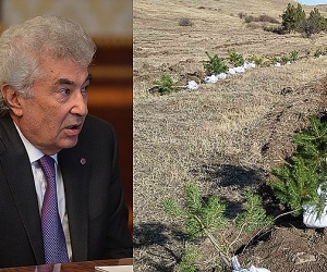 Компания сына Гагика Арутюняна после публикации Hetq.am посадила деревья в Джермуке