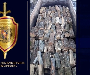 Ոստիկաններն ապօրինի ծառահատման հերթական դեպք են բացահայտել (տեսանյութ)