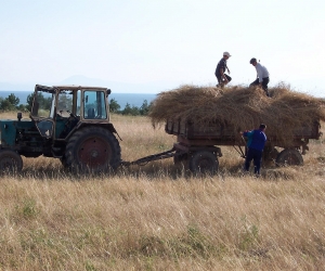 Պարենային ապրանքների համաշխարհային գները հունվարին բարձր են եղել