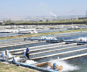 Համայնքապետերը ձկնաբուծարանների վերաբերյալ կեղծ տեղեկատվություն են տրամադրել