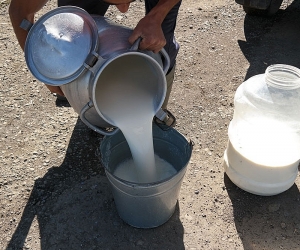 В Армении увеличилось производство молочной продукции