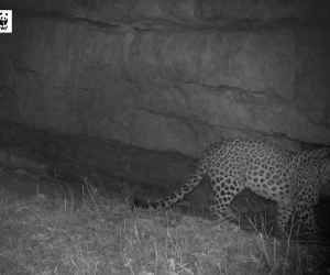 Armenia: Leopard Spotted in Tavush Province After 50 Year Absence