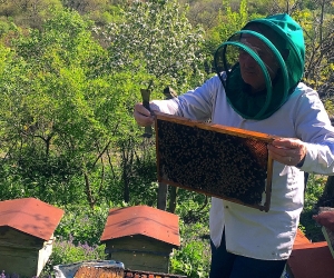 Փեթակում բոլոր մեղուներն աշխատում են