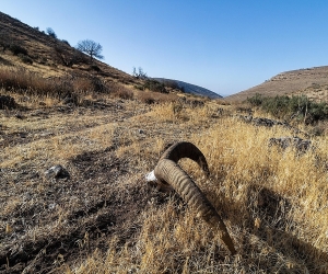 Giving a Voice to the Voiceless: Street Art X Environmental Activist Raffy Ardhaldjian on The Armenian Mouflon Project 