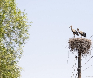 Armenia: Feathers of Contaminated Storks Sent for Lab Testing