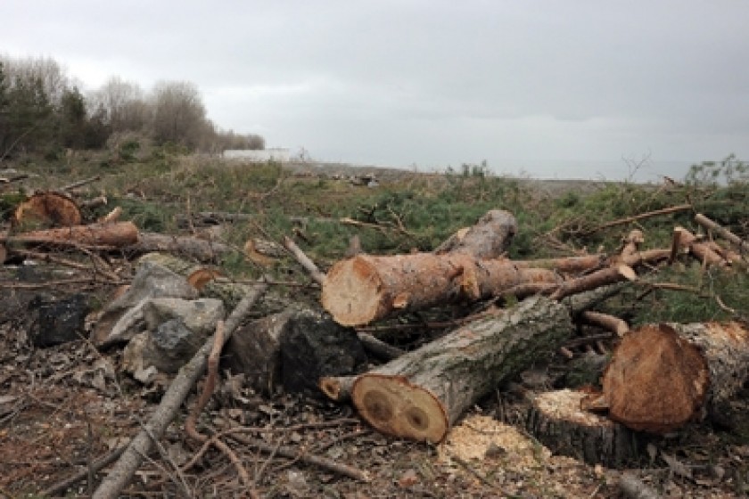 Minister Orders Tree Felling at Sevan