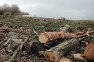 Minister Orders Tree Felling at Sevan