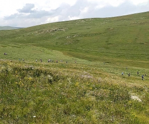 Armenians, Azeris Scuffle Over Pastureland in Javakhk; Georgian Police Make Arrests