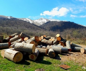 Շրջակա միջավայրի նախարարությունն անդրադարձել է ապօրինի անտառհատումներին