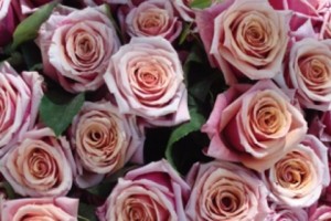 В Ботаническом саду откроется восстановленный Коллекционный участок роз