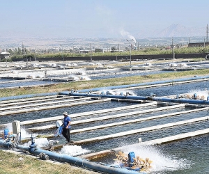 Դատախազությունը խախտումներ է հայտնաբերել Արարատի մարզի ձկնաբուծարաններում
