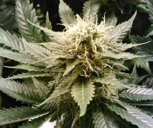 Armenia Ponders Production of Hemp to Spur Agriculture