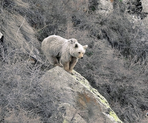 Գորշ արջերը՝ Վայոց ձորում (լուսանկարներ)