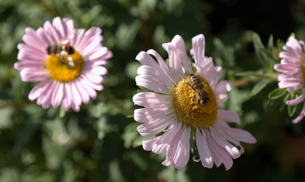 Rough Times for Armenia’s Beekeepers: Some Call for Greater Government Assistance