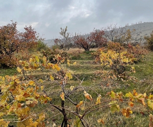 Օդի ջերմաստիճանը կնվազի. եղանակի կանխատեսում