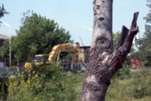 Срубают деревья или выкорчевывают кусты?