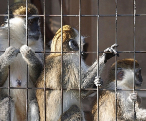 Armenia Bans Import of Primates to Halt Monkeypox