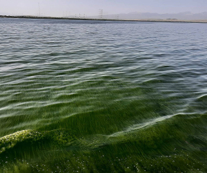 Sevan’s Algal Blooms Concern Scientists: Government Slow to Act