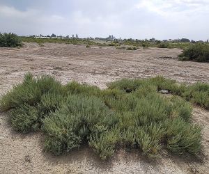 Արարատյան դաշտում աղակալած հողերը վերածվում են անապատի