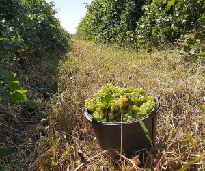 Կոնյակի սպիրտի համար խաղողի մթերման 1կգ-ի գինը կարող է տատանվել 100-130 դրամի միջակայքում