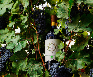 “BIONE” – первое органическое вино, созданное в соответствии со стандартами Евросоюза, от Armenia Wine