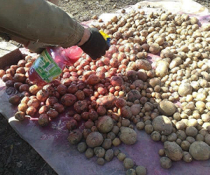 Արցախի Գյուղնախարարությունը հորդորում է սննդի մեջ ներմուծված կարտոֆիլ չօգտագործել