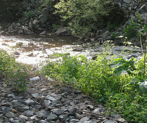 Կապտականաչ և դիատոմային ջրիմուռները՝ դոմինանտ Աղստև գետում. ԳԱԱ  գիտաշխատողների բացահայտումները 