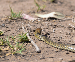 Հանրապետության տարբեր տարածքներում նկատված օձերի վերաբերյալ 11 ահազանգ է ստացվել