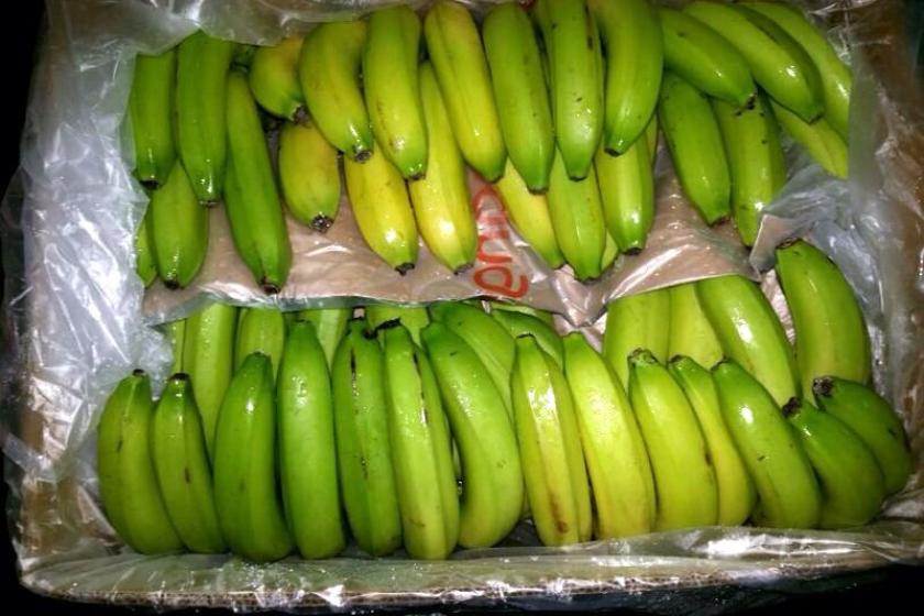 Spain Seizes Record Amount of Cocaine Hidden in Banana Boxes